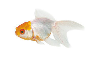 Boina Amarilla 5-6 cm