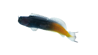 Blenio Bicolor M