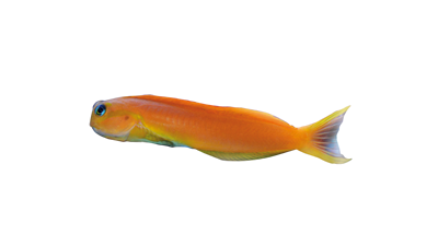 Blenio Midas SM