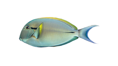 Acanthurus Nigricauda ML