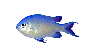 Chromis Viridis Kenya M