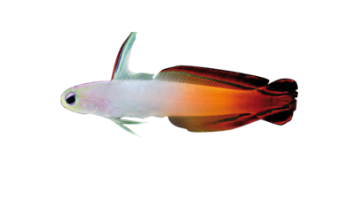 Gobio Arcoiris Fuego SM