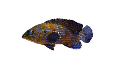 Cephalopholis boenack