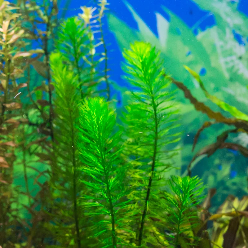 Plantas para acuarios y para estanques