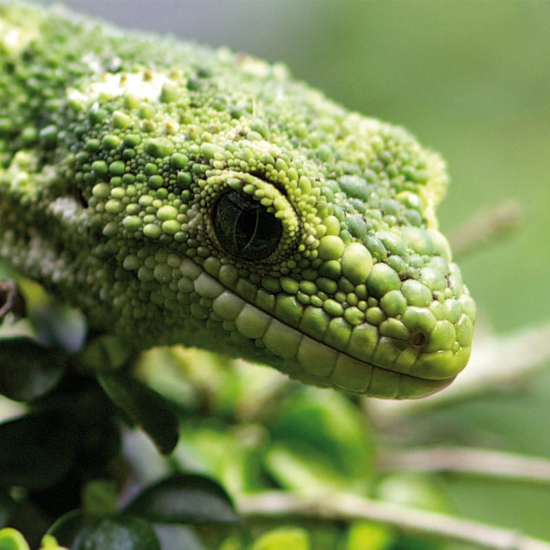 Reptiles y anfibios