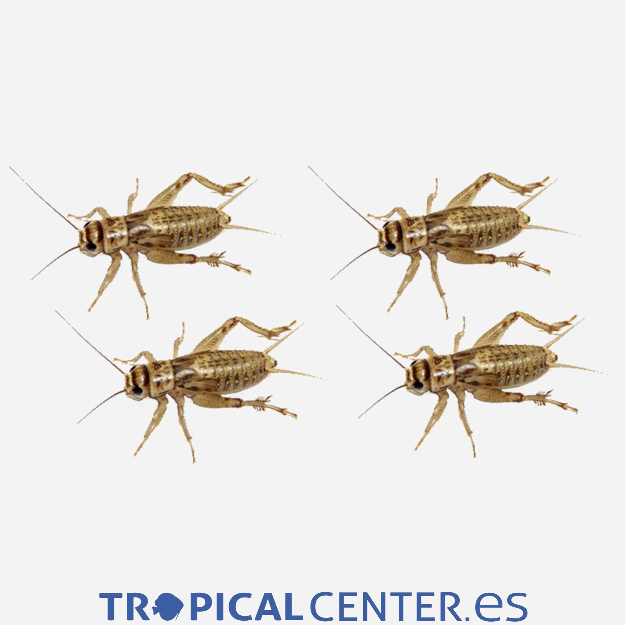 Grillo rubio » Tropical Center