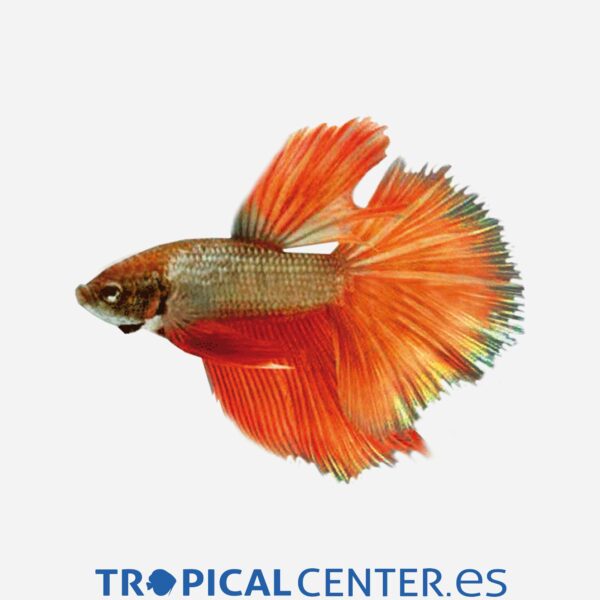 an120-0-betta-superdelta-surtido-macho_general_4074.jpg