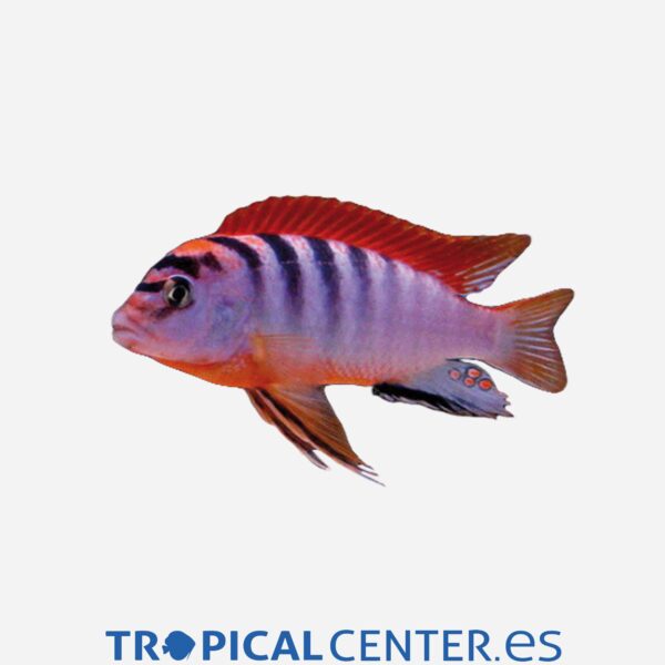 ca68-8-labidochromis-hongi-red-top-hqf_general_3403.jpg