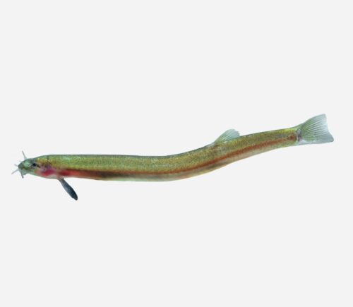 Kuhli dorado