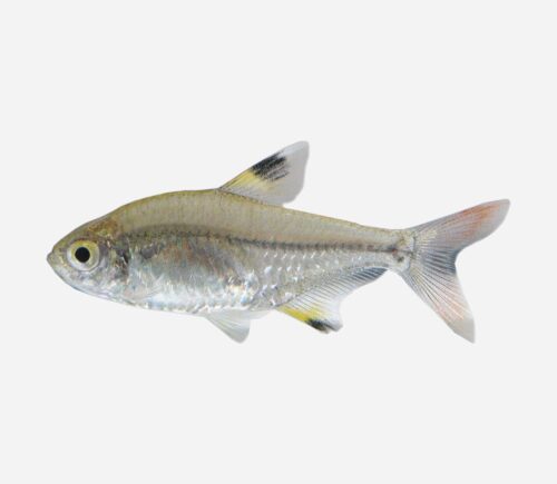 Tetra rayos X