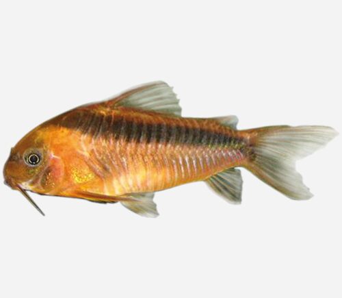 Coridora rabauti