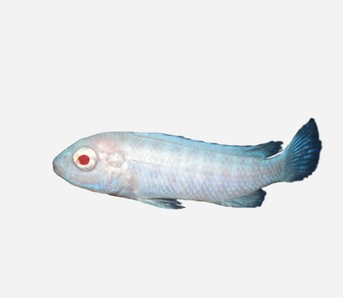 Mbuna Socolofi Albino