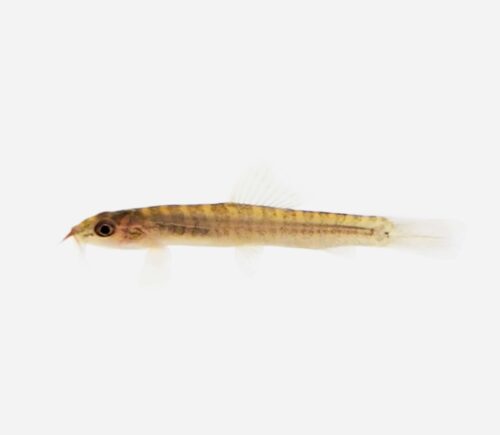 Botia kohchangensis