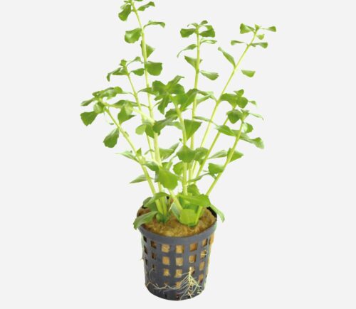 Bacopa monierii