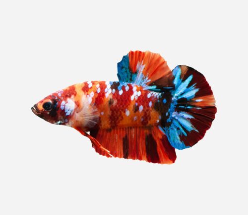 Betta Plakat Halfmoon  Koi galaxy  (macho)