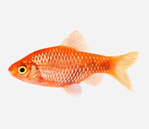 Barbo rosado