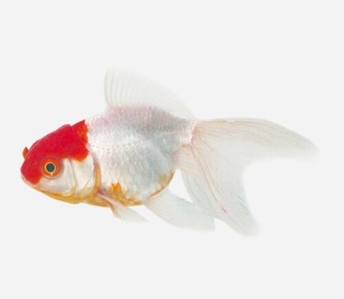 Boina roja