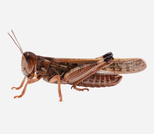 langosta