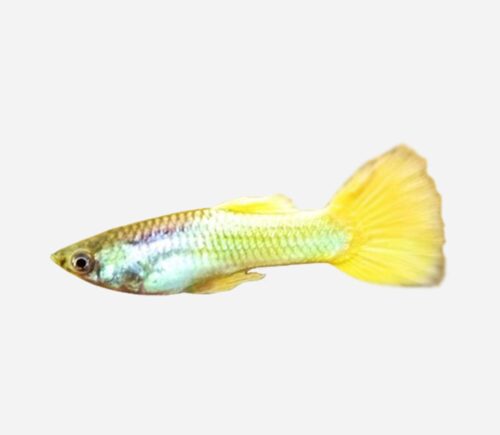 Guppy Neón amarillo 💎HQF💎 (macho)