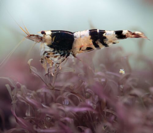 Gamba cristal negro