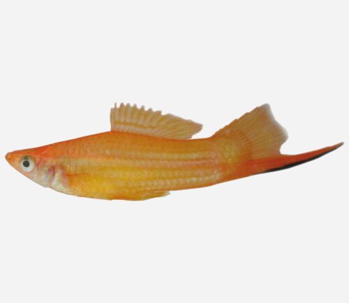 Xipho Oro