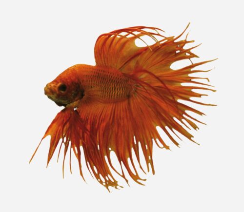 Betta Corona Naranja 💎HQF💎 (macho)