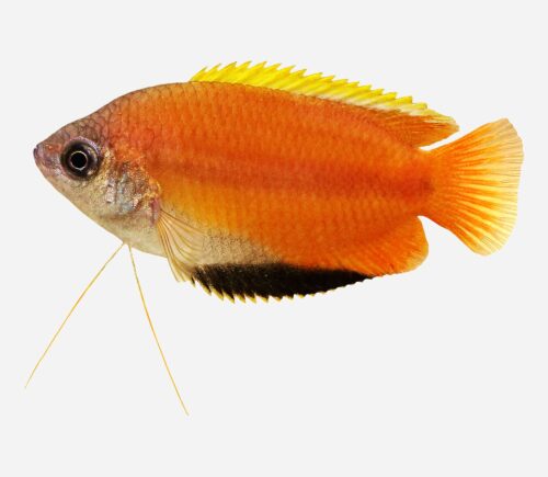 Colisa chuna Miel