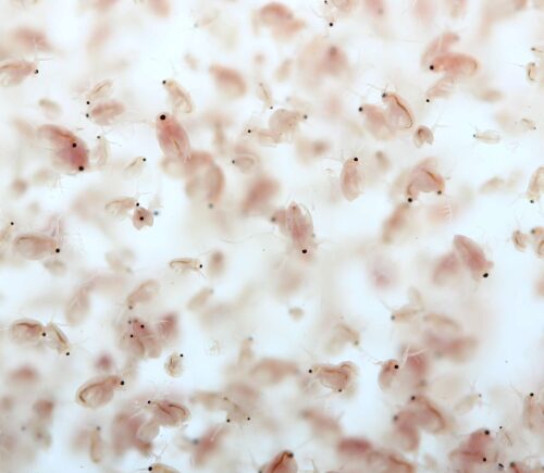 Bolsa daphnia