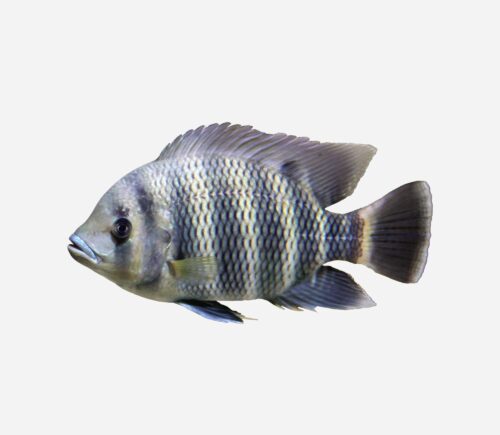 Tilapia cebra