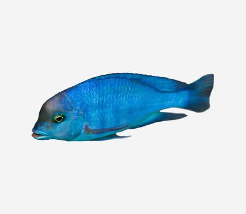 Delfín azul