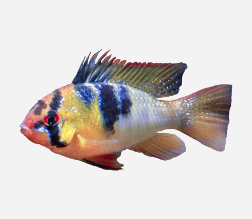 Ramirezi