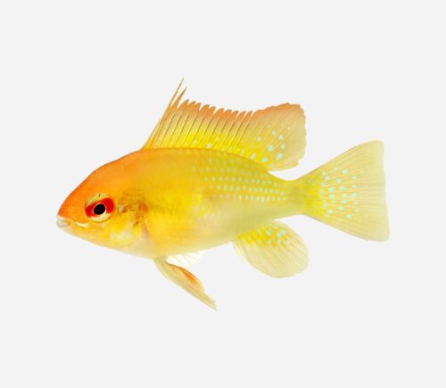 Ramirezi Oro