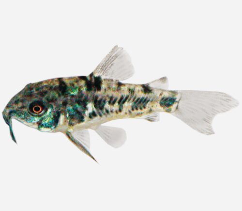 Coridora pimienta