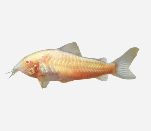 Coridora pimienta Albina 💎HQF💎