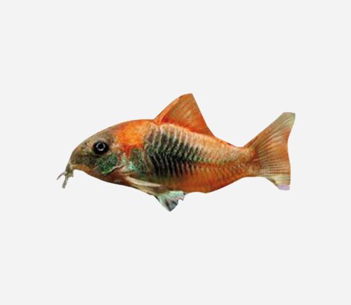 Coridora bronce Naranja