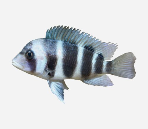 Frontosa