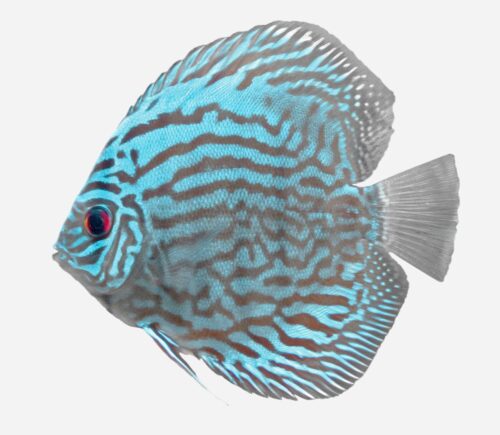 Disco Azul turquesa 💎HQF💎