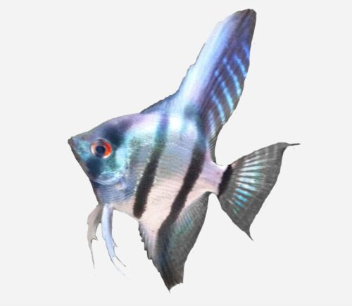 Escalar Azul neón