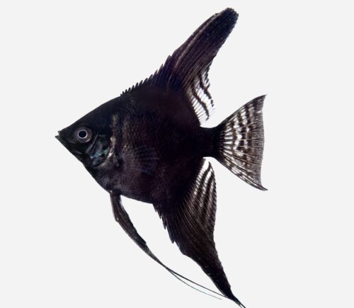Escalar Negro