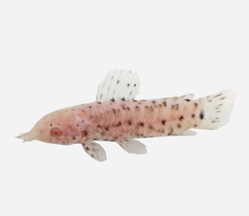 Pez gato acorazado Albino
