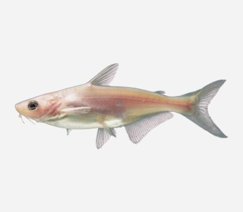 Pangasius Albino