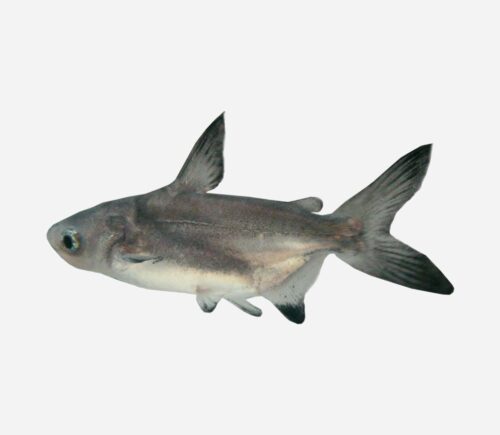Pangasius Velo
