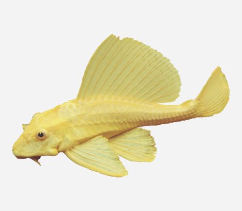 Plecostomus Oro
