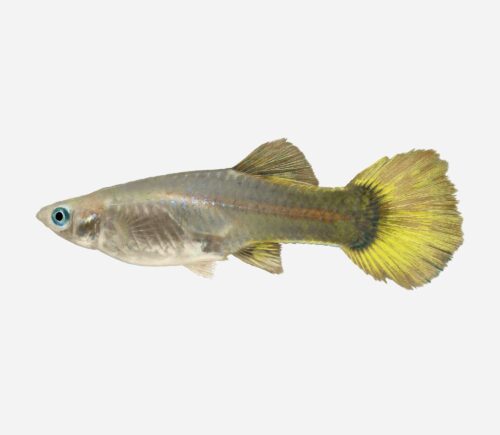 Guppy Amarillo 💎HQF💎 (hembra)