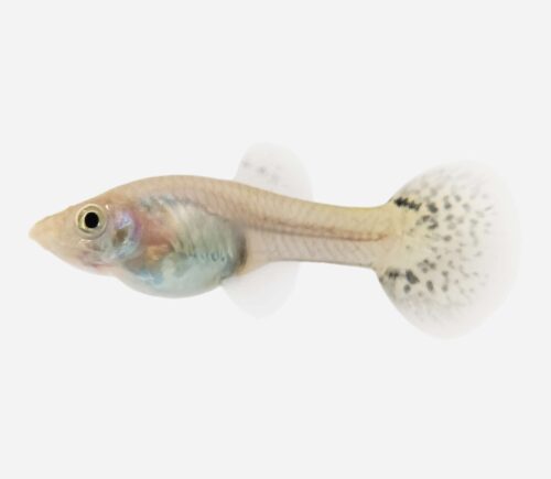 Guppy Cobra verde 💎HQF💎 (hembra)