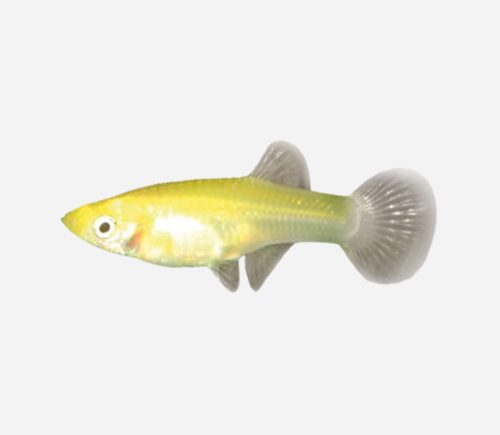 Guppy Dorado 💎HQF💎 (hembra)