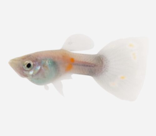 Guppy Mosaico azul 💎HQF💎 (macho)