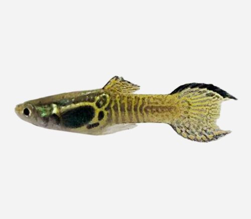 Guppy endler Cobra verde 💎HQF💎 (macho)