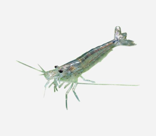 Caridina japonica