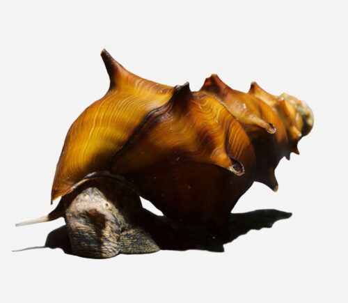 Caracol pagoda